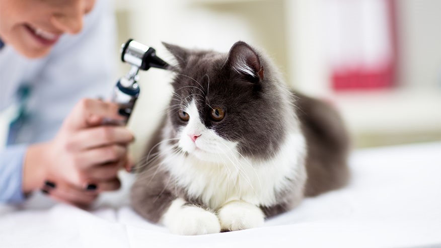 Radioactive iodine therapy for feline hyperthyroidism in Clackamas, OR