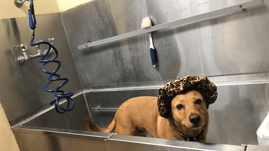 vca oak hills veterinary hospital