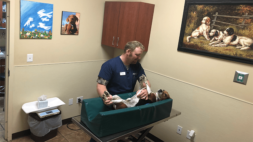 vca oak hills veterinary hospital