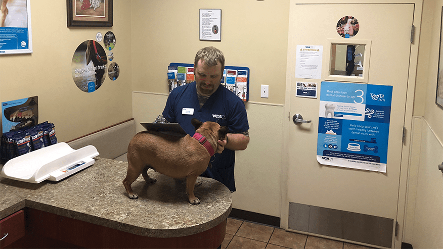 vca oak hills veterinary hospital
