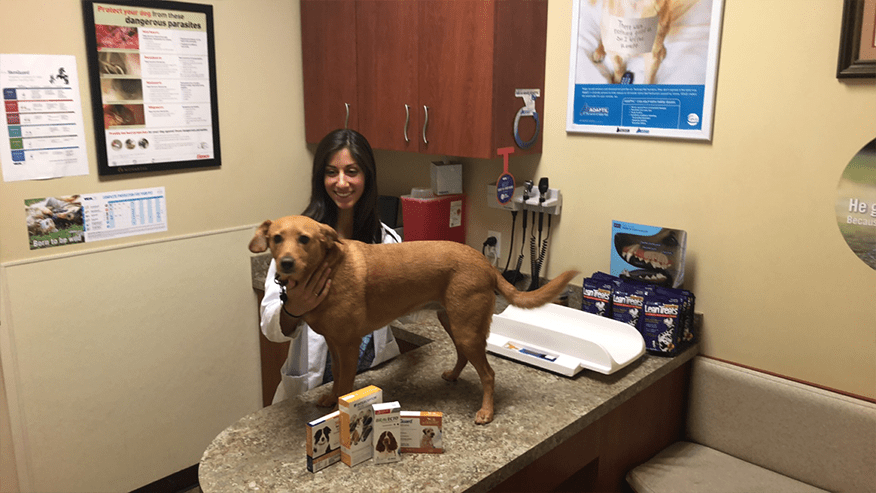 vca oak hills veterinary hospital
