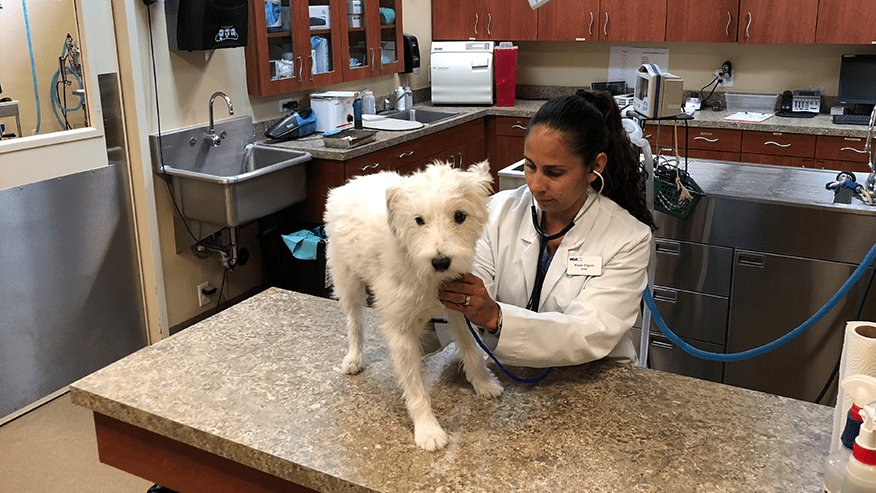 vca oak hills veterinary hospital