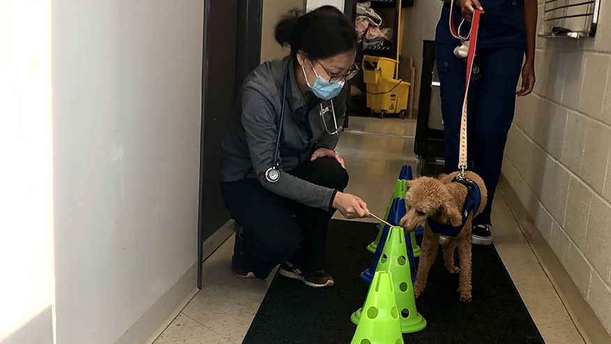 Doctor with dog and cones