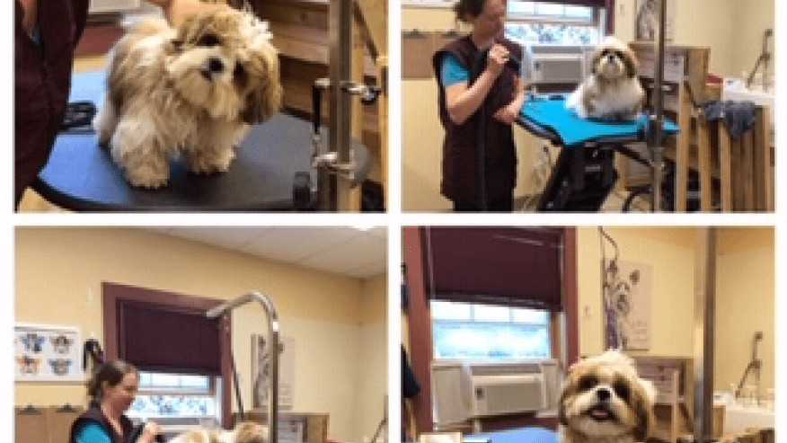 876x493 orange county DogGrooming