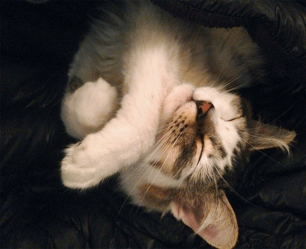 Contact Us Vca Orchard Animal Hospital