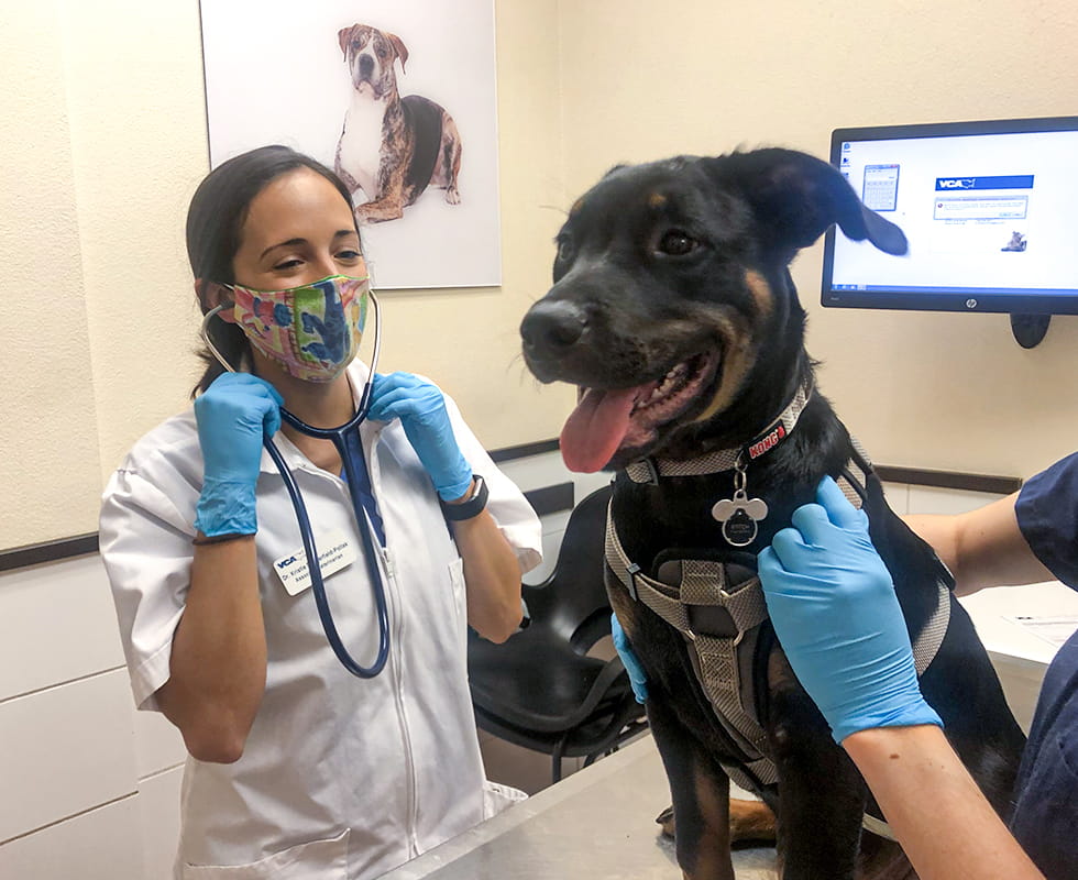 Your First Visit to VCA in Corpus Christi, TX VCA Oso