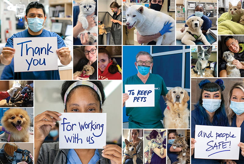 Specialty Veterinarians in West Palm Beach, FL VCA Palm Beach Veterinary Specialists