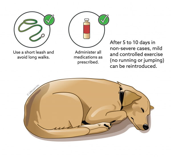 Muscle Tears in Dogs VCA Animal Hospital