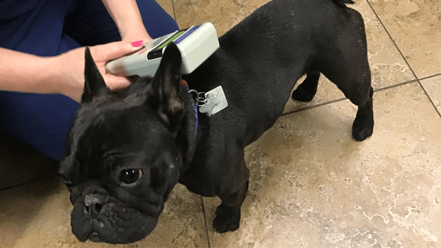 876x493 pet medical center Microchip