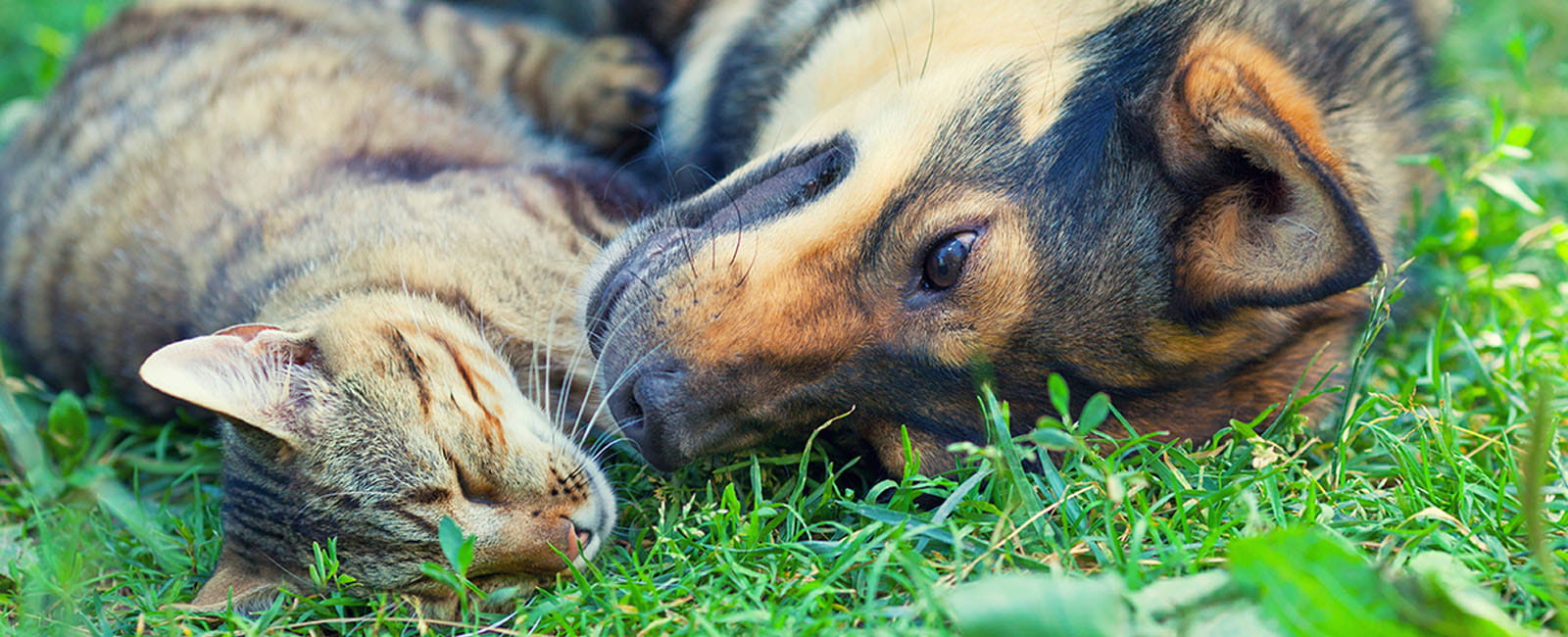 petcare mendocino ave