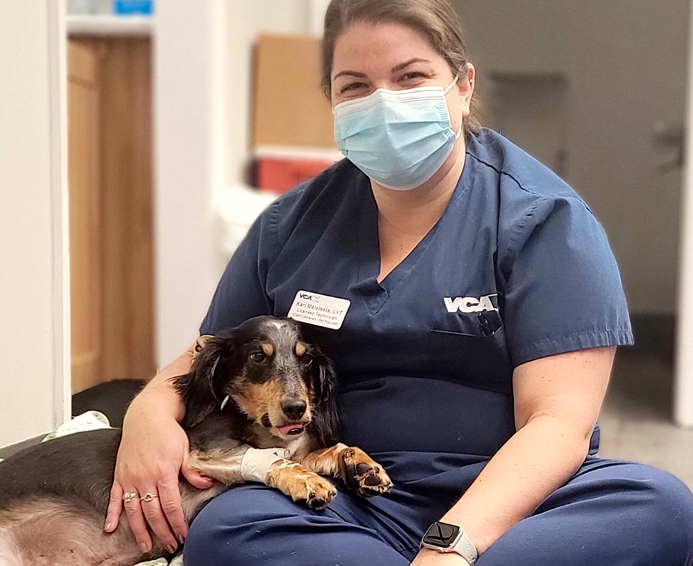 VCA Pike Creek Veterinary Support Team Member and Dachshund