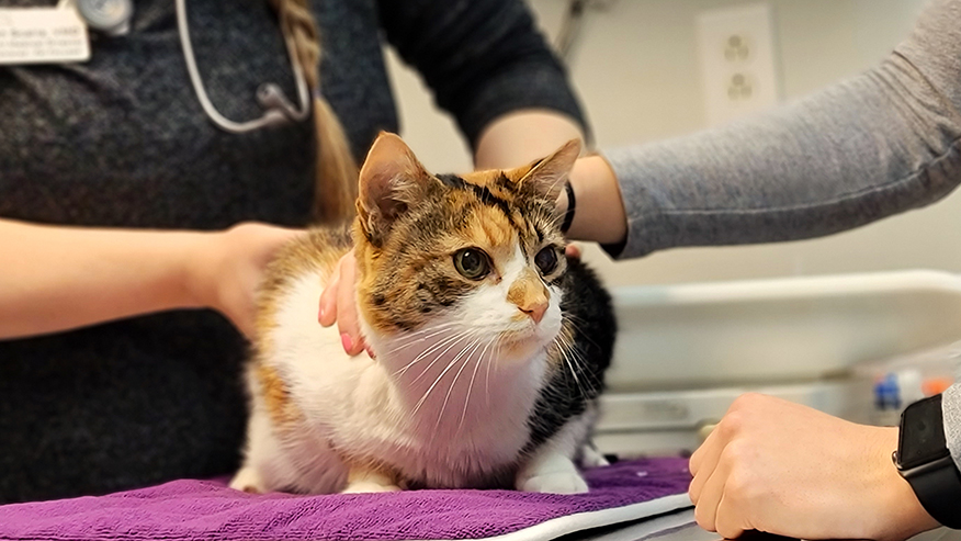 Cat exam at VCA Pike Creek Animal Hospital