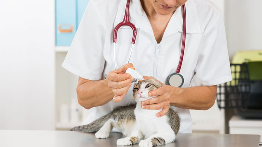 VCA Animal Hospitals Opthalmology Department
