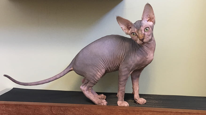 876x493 pinnacle Services AllergyItchySkin