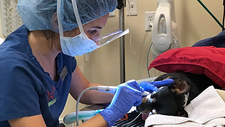 876x493 pinnacle Services DentalCare