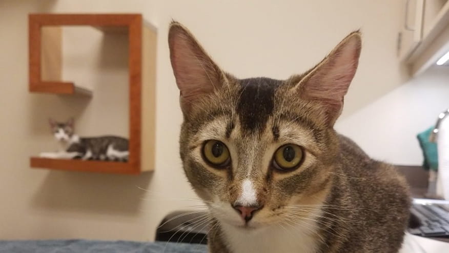 876x493 pinnacle Services DNABreedTesting