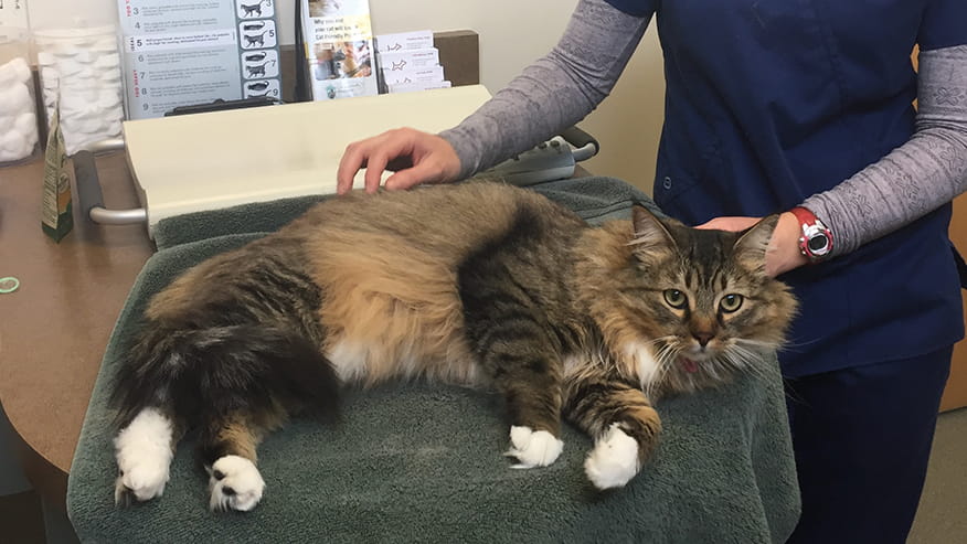 876x493 pinnacle Services FelineDiabetes