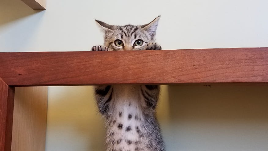 876x493 pinnacle Services Kitten