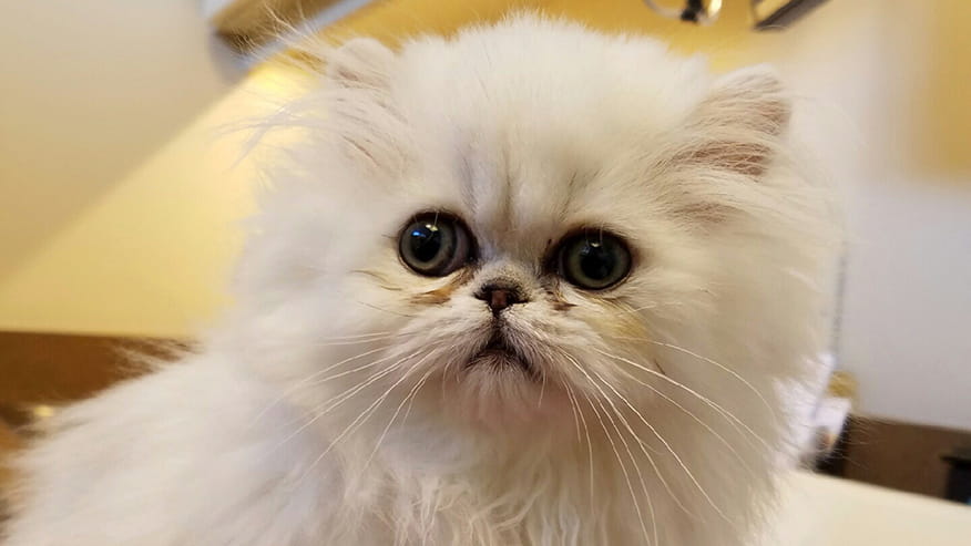 876x493 pinnacle Services ParasiteControl