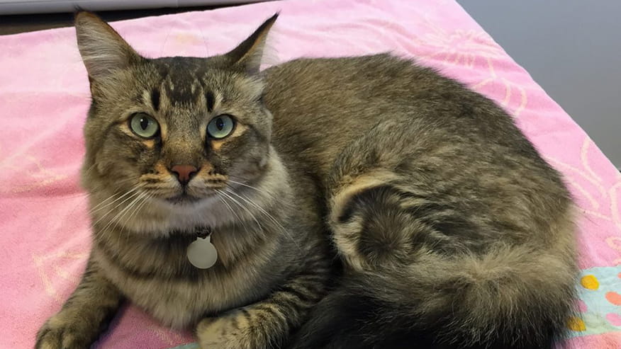 876x493 pinnacle Services PreventiveMedicine