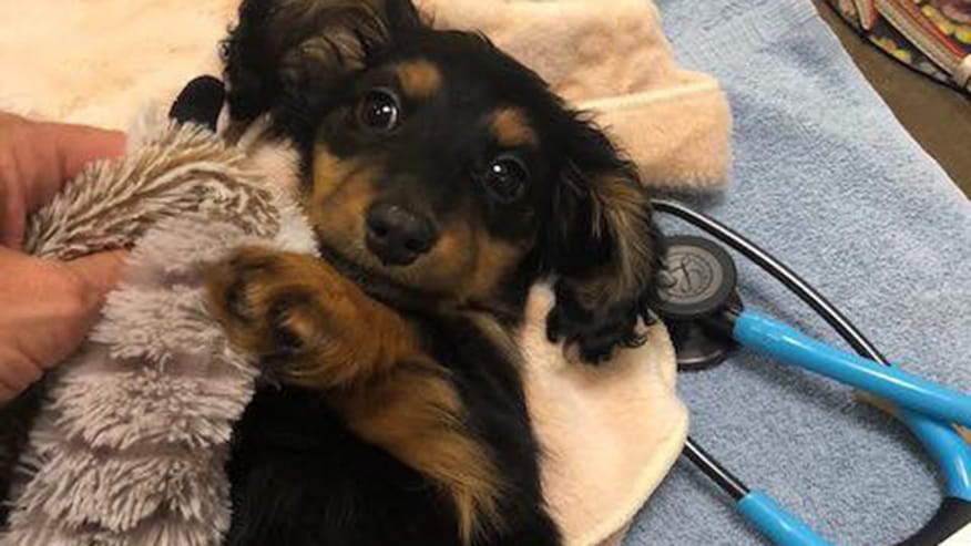 876x493 pinnacle Services PuppyExam