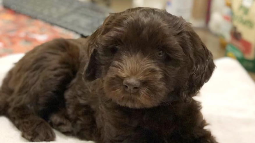 876x493 pinnacle Services PuppyPackages