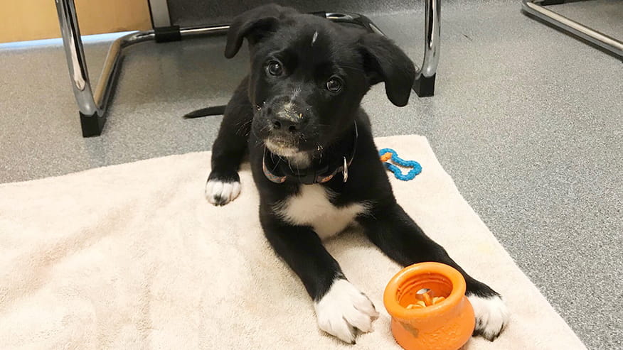 876x493 pinnacle Services SpaysNeuters