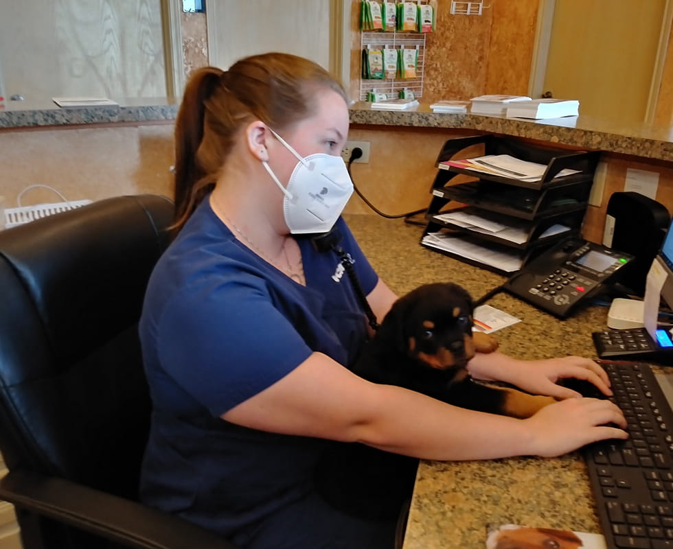 Contact Us VCA Premier Animal Hospital and Pet Resort