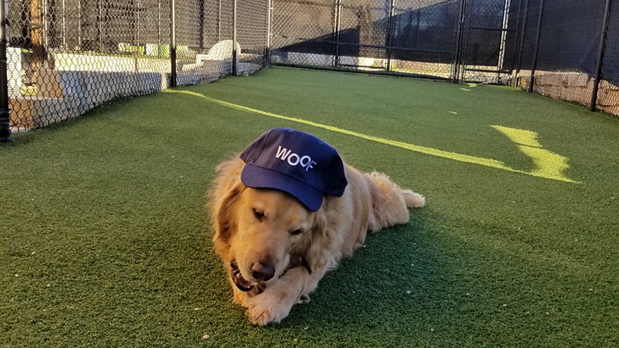 Dog Boarding in Cedar Park, TX | VCA Premier Animal ...