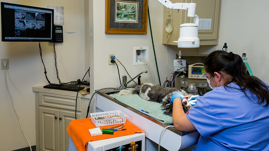 VCA Premier Animal and Pet Resort Dental Suite