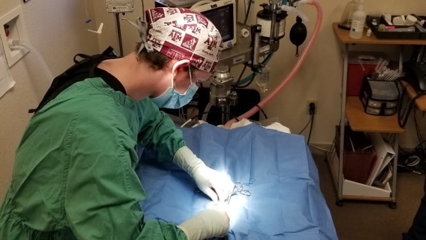 876x493 premier SpaysAndNeuters