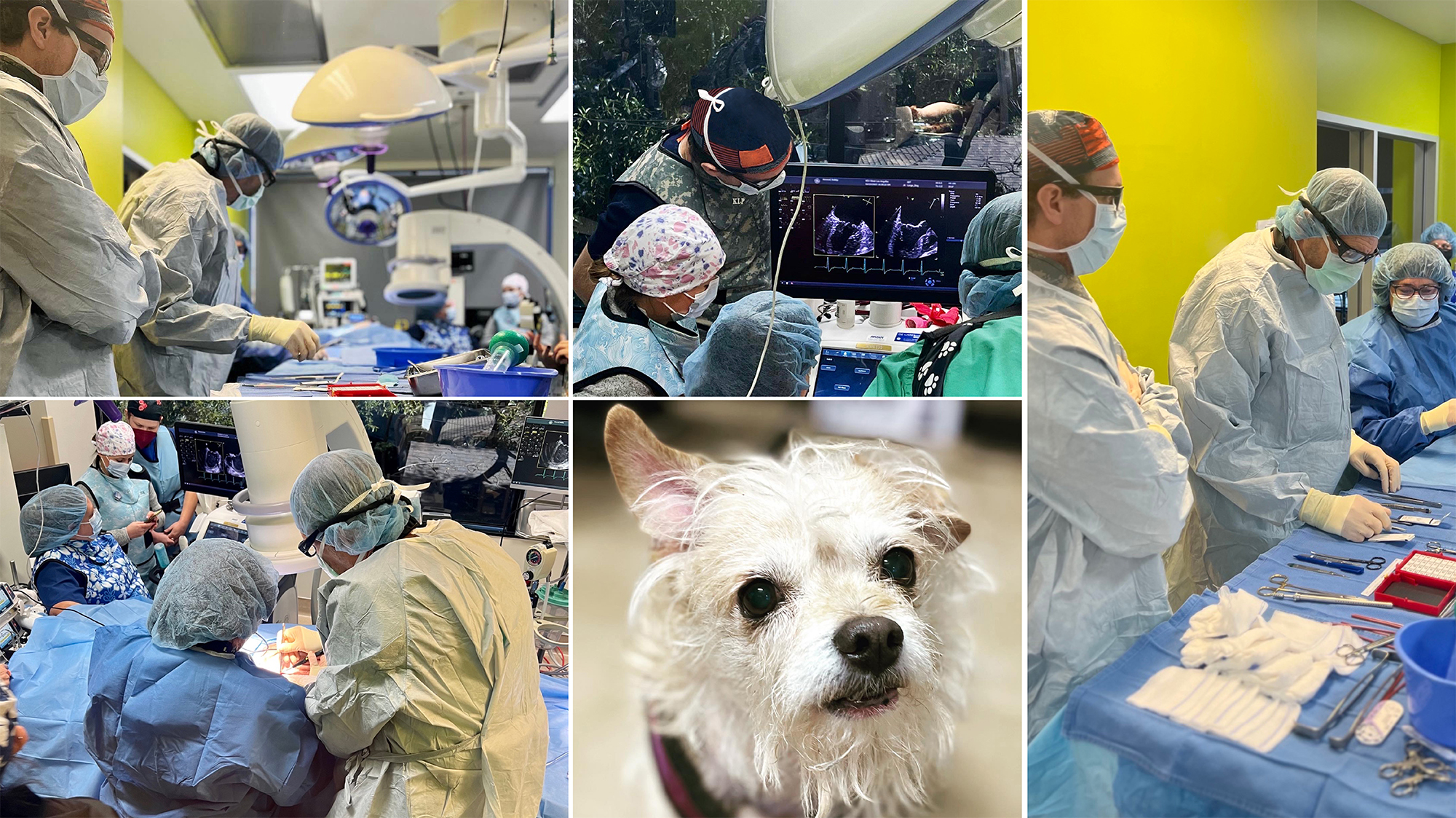 Pioneering Heart Surgery at VCA West Los Angeles