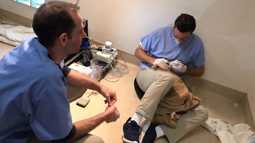 Dentistry In Rancho Mirage Ca Vca Rancho Mirage Animal Hospital