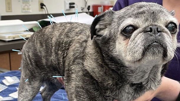 Dog receiving acupuncture