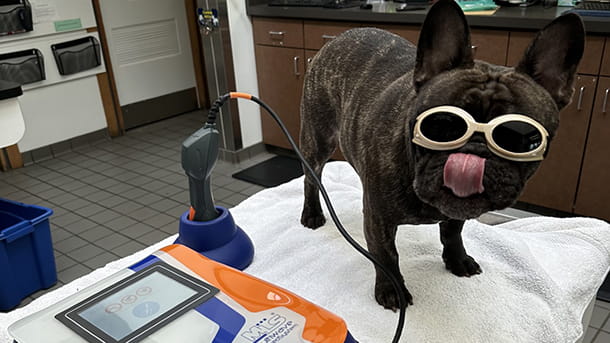Shrek the Frenchie ready for a laser therapy session
