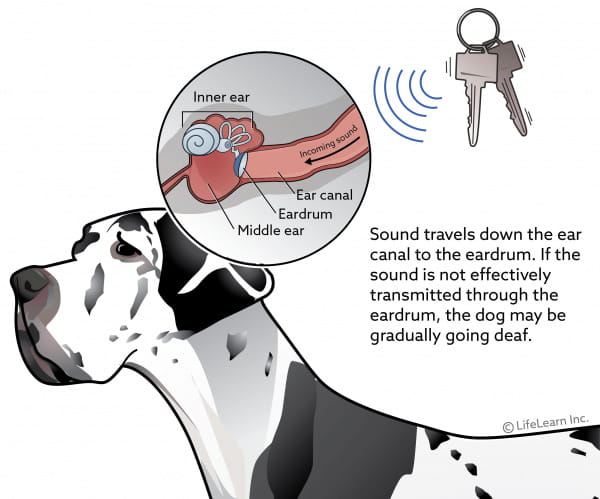 living-with-a-deaf-dog-vca-animal-hospital