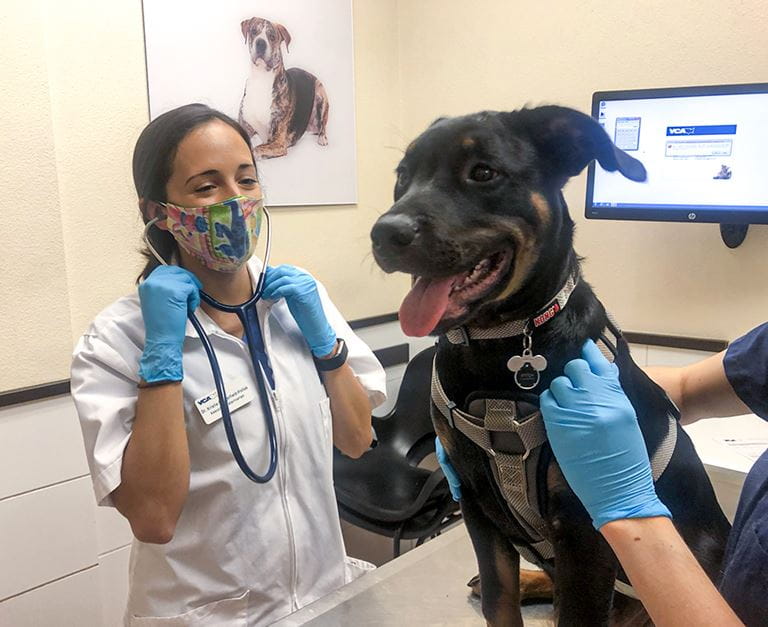 Your First Visit to VCA in Rutherford, NJ VCA Rutherford Animal Hospital