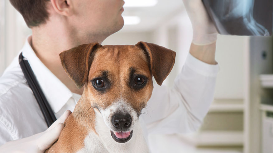 Affordable Ct Scans For Dogs - ct scan machine