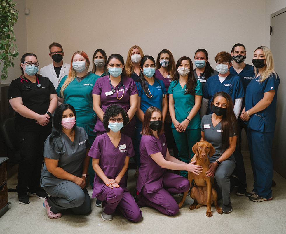 Team Picture of VCA San Martin Animal Hospital