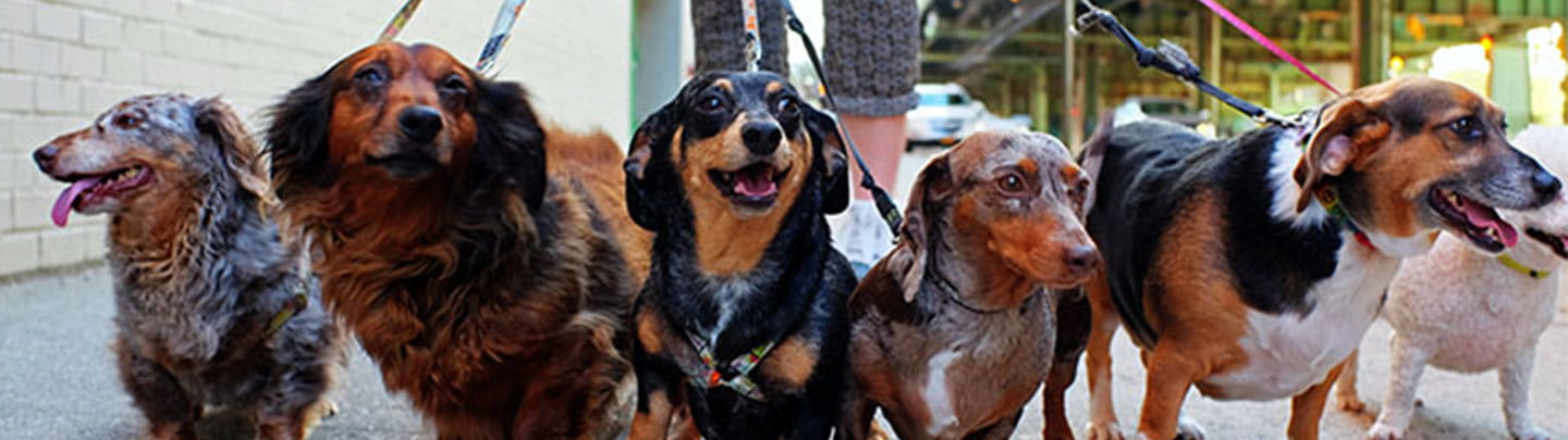 dog boarding peninsula