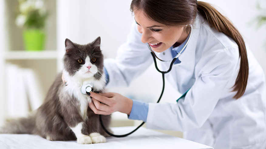 cat with veterinarian and otoscope