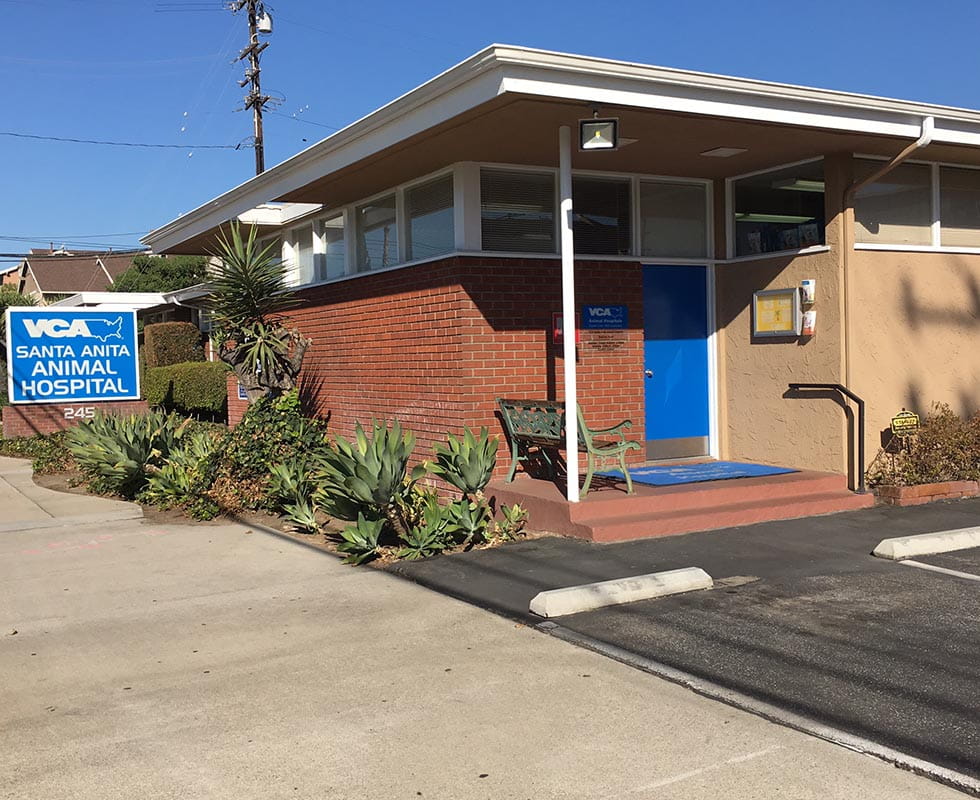 can i feed my puppy adult dog food