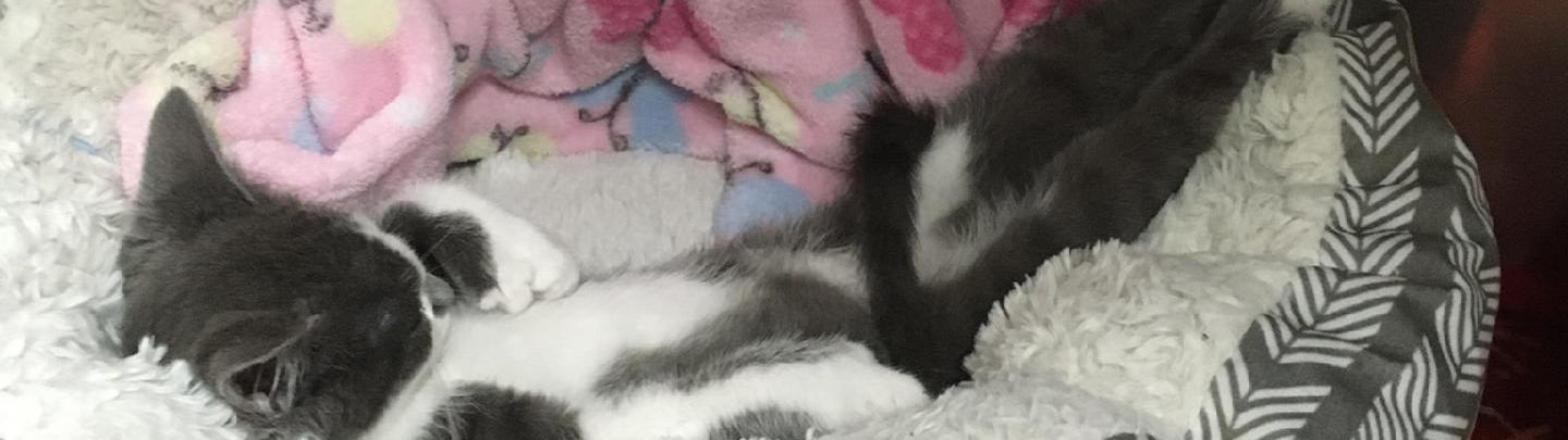 Cat sleeping in pet bed
