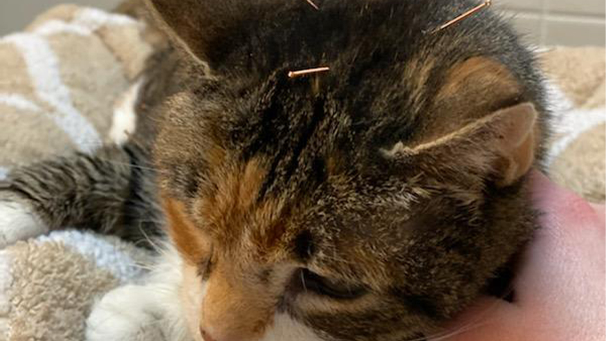 Cat during acupuncture treatment