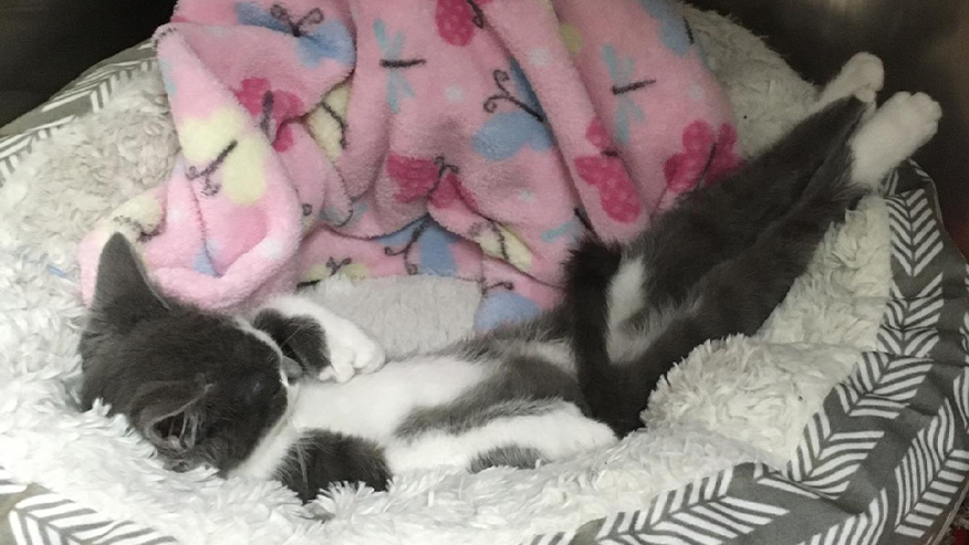 Cat sleeping in pet bed