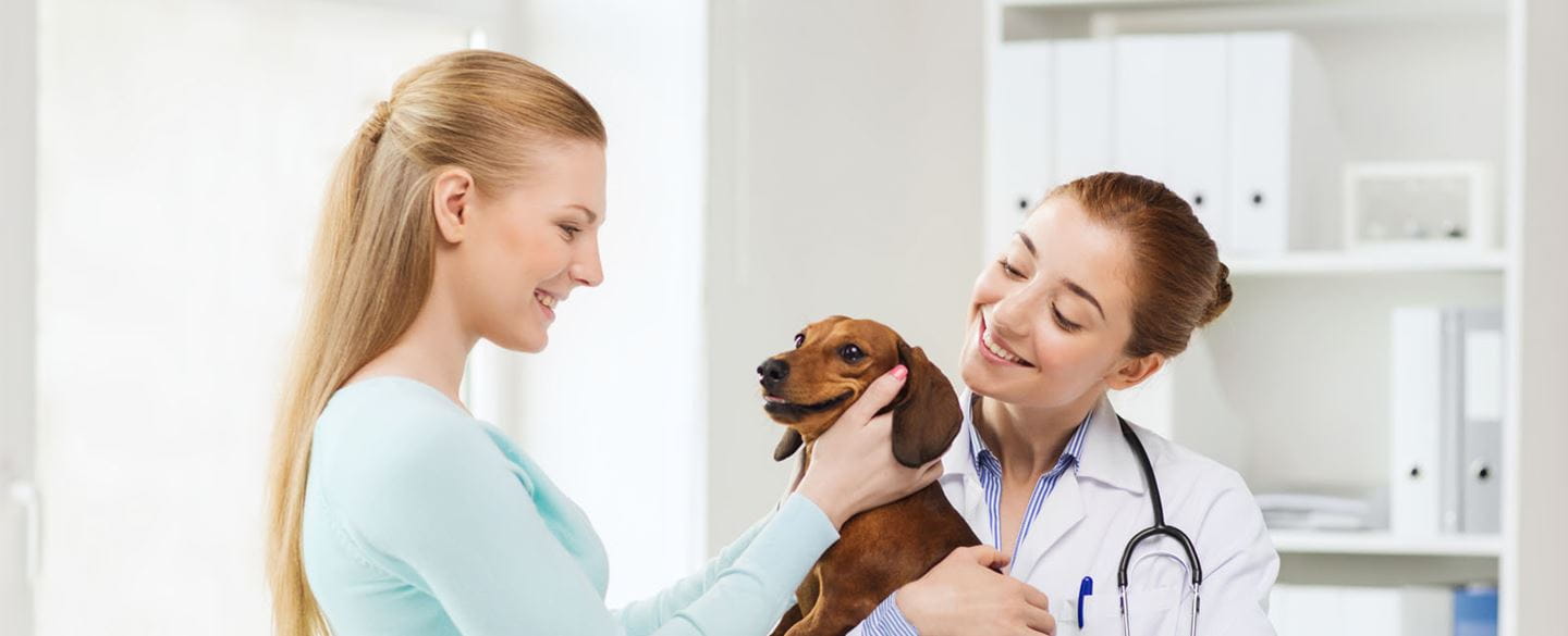 Veterinarians in Syracuse, NY Shop City Animal Hospital