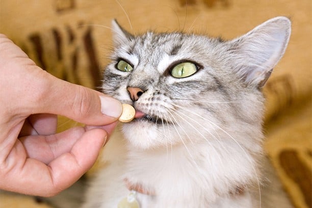 nutrition cat supplements