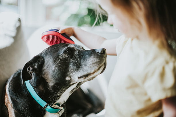 dog brushing tips