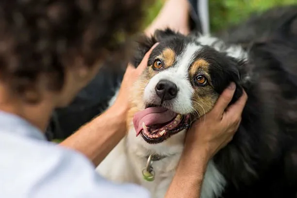 dog petting benefits