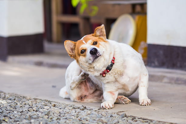 parasite prevention dog